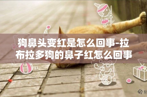 狗鼻頭變紅是怎么回事-拉布拉多狗的鼻子紅怎么回事