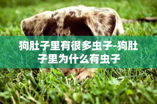狗肚子里有很多蟲子-狗肚子里為什么有蟲子