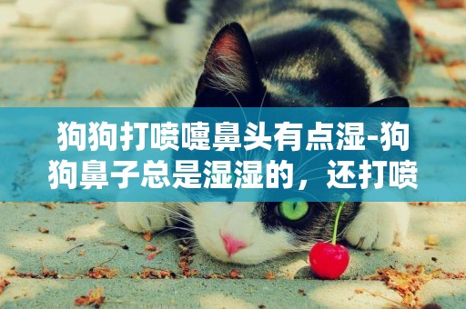 狗狗打噴嚏鼻頭有點濕-狗狗鼻子總是濕濕的，還打噴嚏，怎么辦?