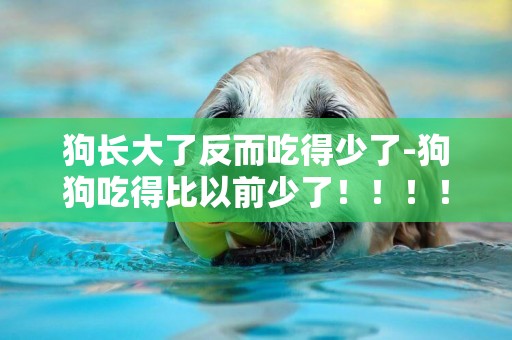 狗長大了反而吃得少了-狗狗吃得比以前少了！！！！