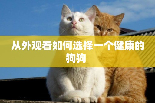 從外觀看如何選擇一個健康的狗狗 