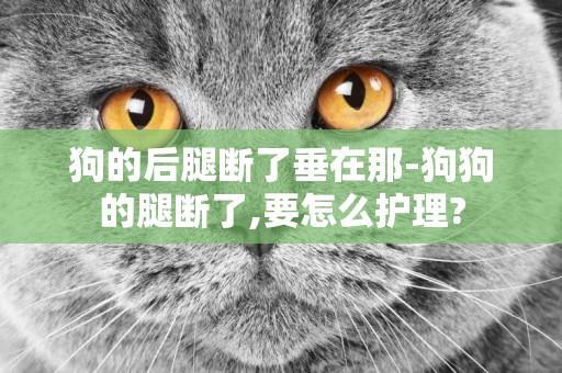 狗的后腿斷了垂在那-狗狗的腿斷了,要怎么護理?