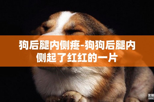 狗后腿內側疼-狗狗后腿內側起了紅紅的一片
