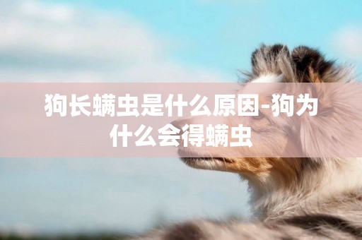 狗長螨蟲是什么原因-狗為什么會得螨蟲