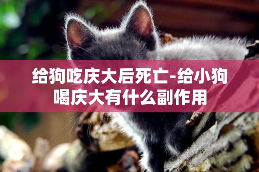 給狗吃慶大后死亡-給小狗喝慶大有什么副作用