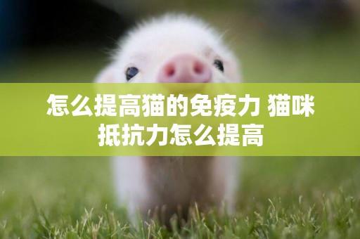 怎么提高貓的免疫力 貓咪抵抗力怎么提高