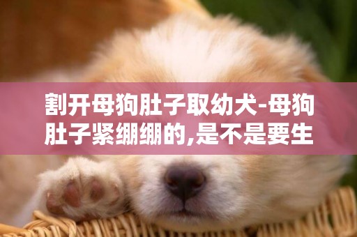 割開母狗肚子取幼犬-母狗肚子緊繃繃的,是不是要生小狗了