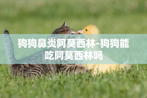 狗狗鼻炎阿莫西林-狗狗能吃阿莫西林嗎