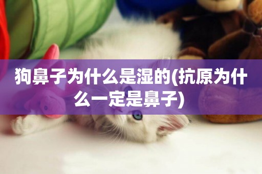 狗鼻子為什么是濕的(抗原為什么一定是鼻子) 