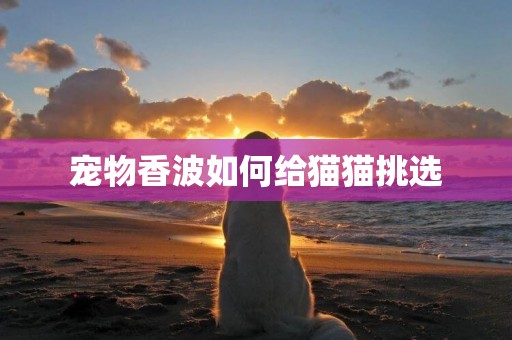 寵物香波如何給貓貓挑選