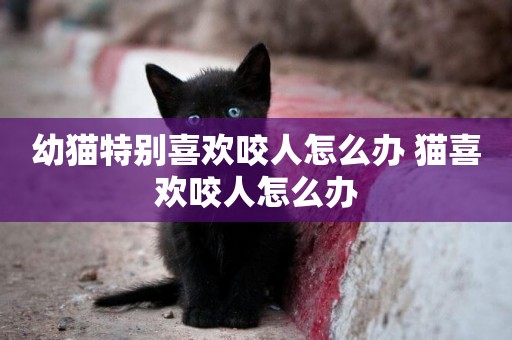 幼貓特別喜歡咬人怎么辦 貓喜歡咬人怎么辦
