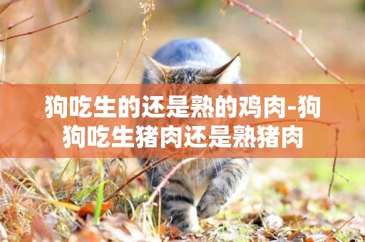狗吃生的還是熟的雞肉-狗狗吃生豬肉還是熟豬肉