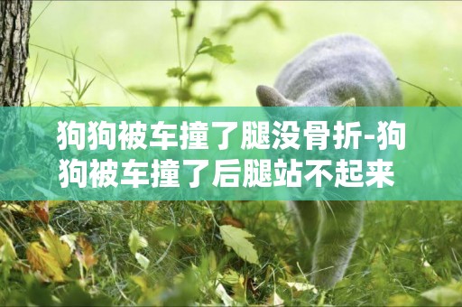 狗狗被車撞了腿沒骨折-狗狗被車撞了后腿站不起來 能動