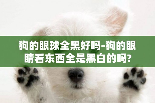 狗的眼球全黑好嗎-狗的眼睛看東西全是黑白的嗎?