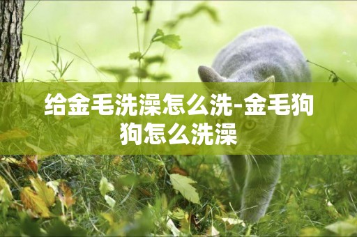 給金毛洗澡怎么洗-金毛狗狗怎么洗澡