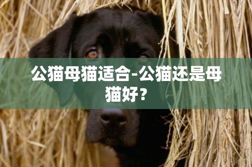 公貓母貓適合-公貓還是母貓好？