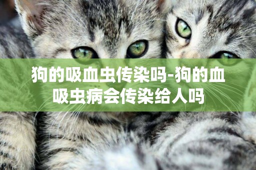 狗的吸血蟲傳染嗎-狗的血吸蟲病會傳染給人嗎