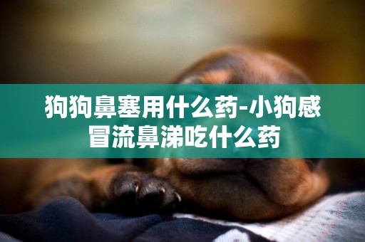 狗狗鼻塞用什么藥-小狗感冒流鼻涕吃什么藥