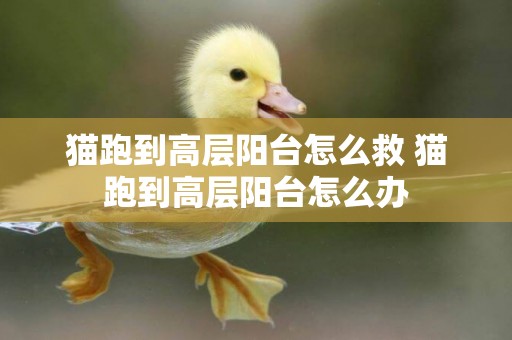 貓跑到高層陽臺怎么救 貓跑到高層陽臺怎么辦