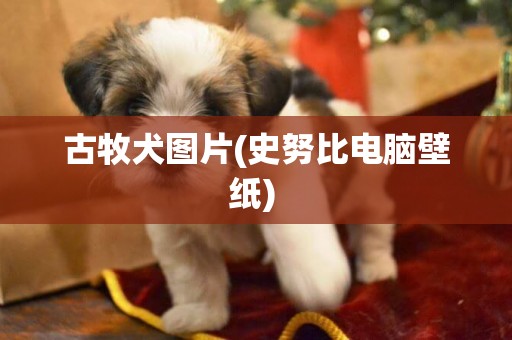 古牧犬圖片(史努比電腦壁紙) 