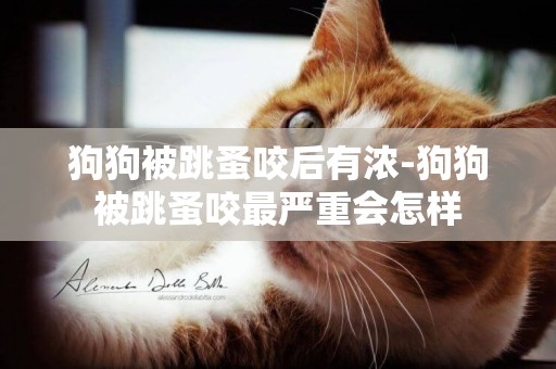 狗狗被跳蚤咬后有濃-狗狗被跳蚤咬最嚴重會怎樣