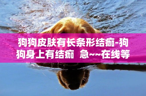 狗狗皮膚有長條形結痂-狗狗身上有結痂  急~~在線等