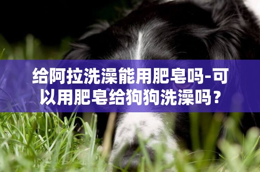 給阿拉洗澡能用肥皂嗎-可以用肥皂給狗狗洗澡嗎？