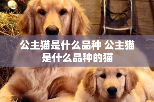 公主貓是什么品種 公主貓是什么品種的貓