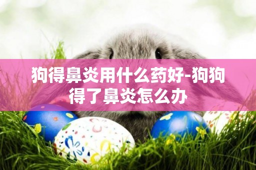 狗得鼻炎用什么藥好-狗狗得了鼻炎怎么辦