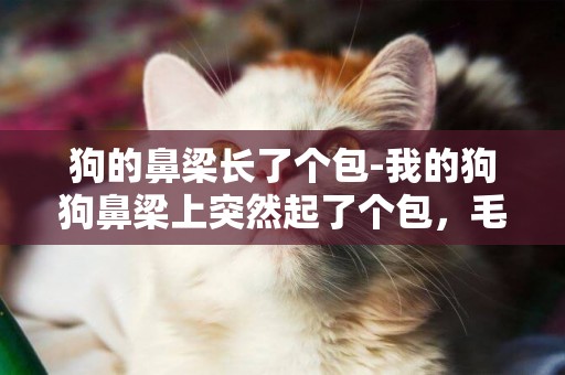 狗的鼻梁長了個包-我的狗狗鼻梁上突然起了個包，毛也都掉光了，有沒有哪個朋友比較有經驗幫我看看吧，謝謝
