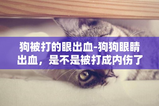 狗被打的眼出血-狗狗眼睛出血，是不是被打成內傷了