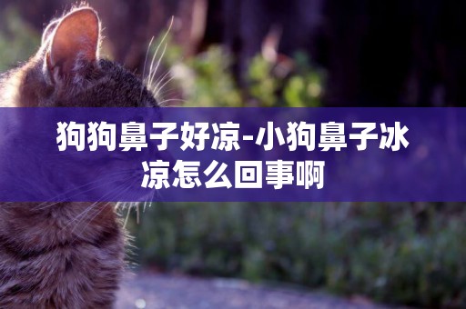 狗狗鼻子好涼-小狗鼻子冰涼怎么回事啊