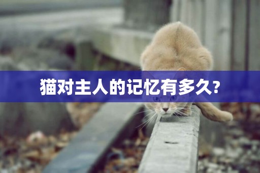 貓對主人的記憶有多久?
