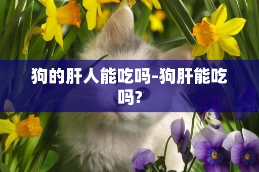 狗的肝人能吃嗎-狗肝能吃嗎?