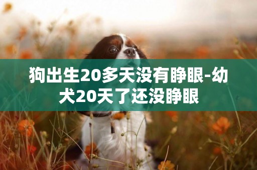 狗出生20多天沒有睜眼-幼犬20天了還沒睜眼