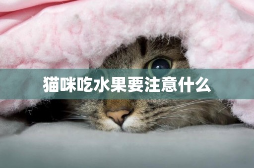 貓咪吃水果要注意什么