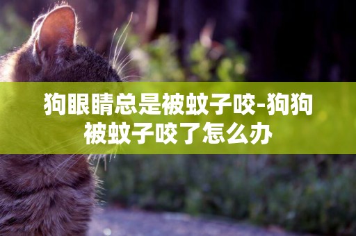 狗眼睛總是被蚊子咬-狗狗被蚊子咬了怎么辦