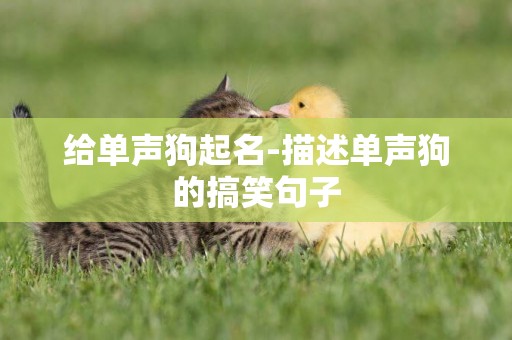 給單聲狗起名-描述單聲狗的搞笑句子