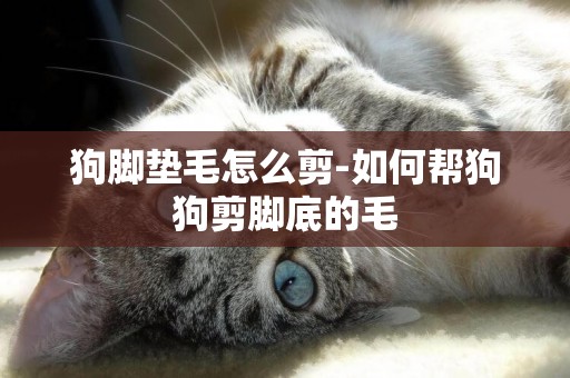 狗腳墊毛怎么剪-如何幫狗狗剪腳底的毛