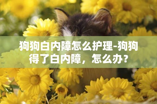 狗狗白內障怎么護理-狗狗得了白內障，怎么辦？