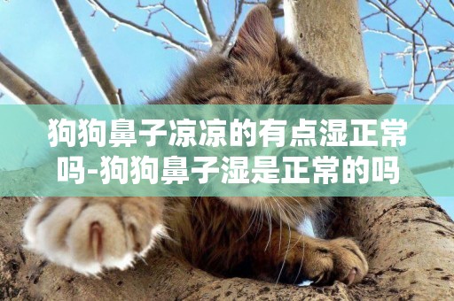 狗狗鼻子涼涼的有點濕正常嗎-狗狗鼻子濕是正常的嗎