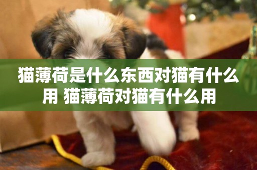 貓薄荷是什么東西對貓有什么用 貓薄荷對貓有什么用
