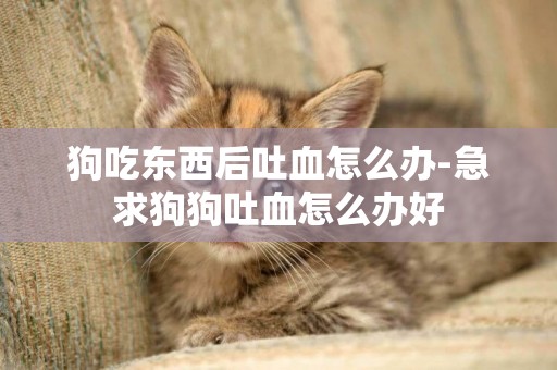 狗吃東西后吐血怎么辦-急求狗狗吐血怎么辦好