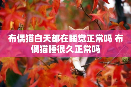 布偶貓白天都在睡覺正常嗎 布偶貓睡很久正常嗎