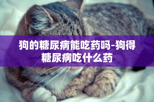 狗的糖尿病能吃藥嗎-狗得糖尿病吃什么藥