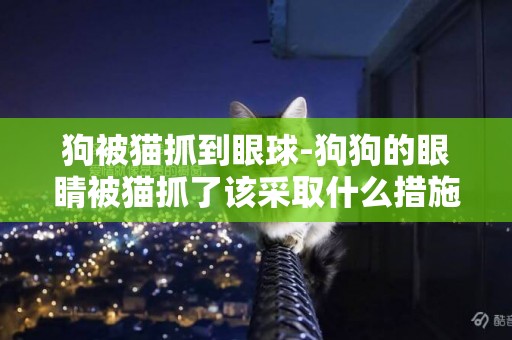 狗被貓抓到眼球-狗狗的眼睛被貓抓了該采取什么措施