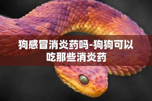 狗感冒消炎藥嗎-狗狗可以吃那些消炎藥