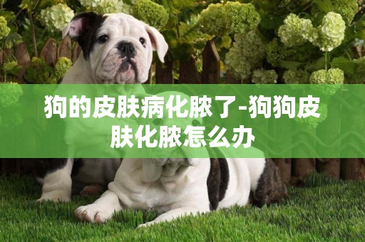 狗的皮膚病化膿了-狗狗皮膚化膿怎么辦