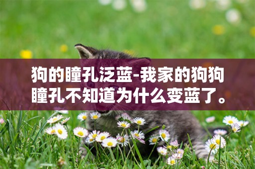 狗的瞳孔泛藍-我家的狗狗瞳孔不知道為什么變藍了。
