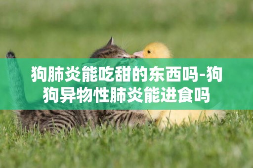 狗肺炎能吃甜的東西嗎-狗狗異物性肺炎能進食嗎